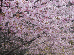 Sakura_2