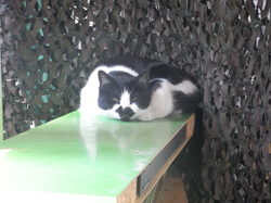 Cat_2