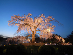 Maruyama