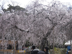 Maruyama_2_2