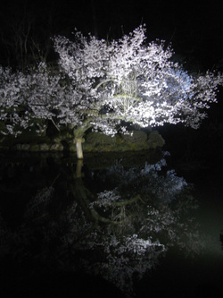 Hanami2