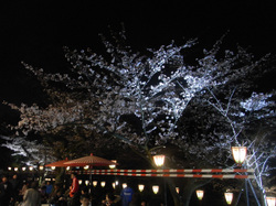 Hanami3