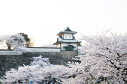 Sakura